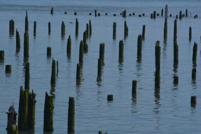 pilings from an old cannery